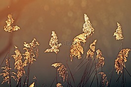 背光,蘆葦,性質(zhì)