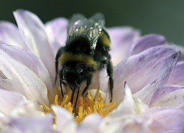 蜜蜂,花粉,昆蟲