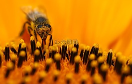 蜜蜂,太陽花,宏