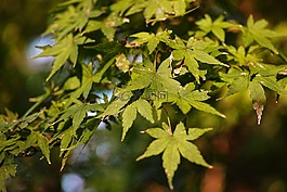 楓葉,秋季,木材