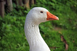 動物,鳥,鵝
