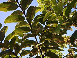 植物,葉,性質(zhì)