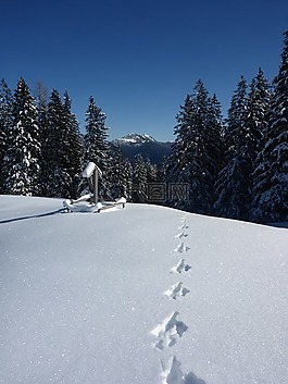 雪,森林,痕跡