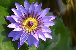 花,廠,性質(zhì)