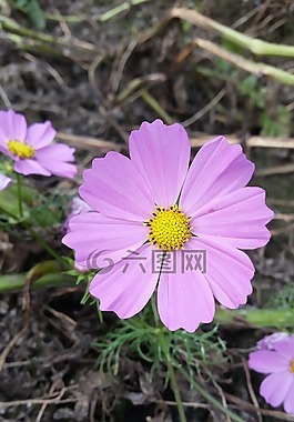 花,開花,廠
