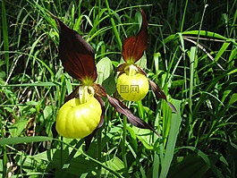阿爾高,野花,orchiedee
