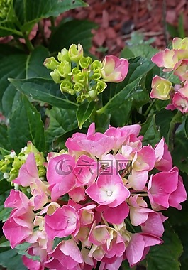 八仙花,花,開(kāi)花