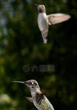 蜂鳥,鳥,飛行