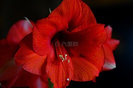 紅色,室內(nèi)植物,關(guān)閉
