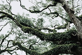 樹,葉子,分支機(jī)構(gòu)