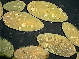 葉子,雨,滴
