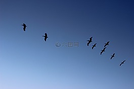 鹈鹕,飞行,景观