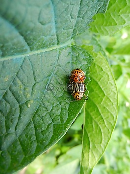 銀的馬鈴薯,甲蟲,性質
