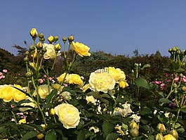 玫瑰,黃色,鮮花