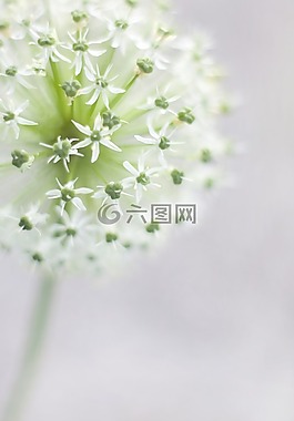 sierbloem,白,花園