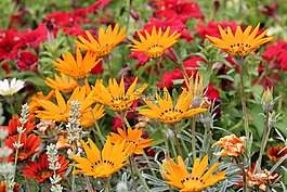 園,花床,公共花園
