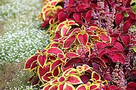 豐富多彩的葉子,花床,園