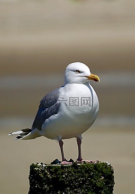 鷗,坐,鳥