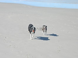 狗,海灘,海