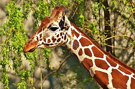 長頸鹿,野生動物,污漬