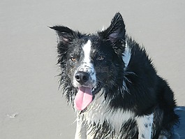 狗,海,水