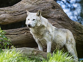 自然,狼,野生動物