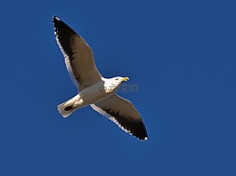 藍(lán)色,天空,鳥(niǎo)