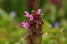 野生動(dòng)物,性質(zhì),花