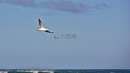 海,海洋,水