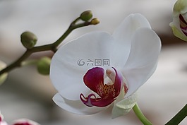 植物,鮮花,性質(zhì)