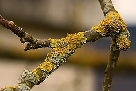 野生動(dòng)物,性質(zhì),花