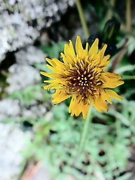 鮮花,黃色,花