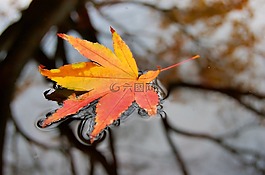 水,濕,葉