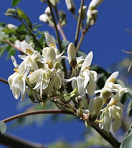 花,植物,性質(zhì)