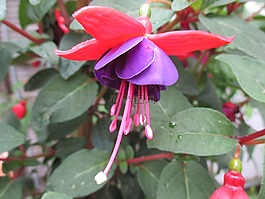 倒掛金鐘,花,粉紅色