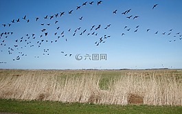 候鳥,飛的鳥,鳥類