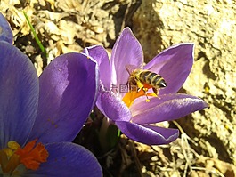 蜜蜂,花,授粉