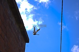 鴿子,飛行,天空