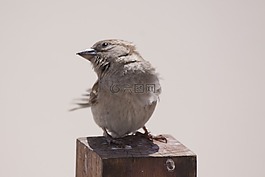 鳥(niǎo),動(dòng)物,麻雀