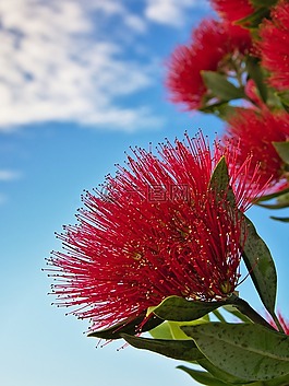 紅色,花,自然