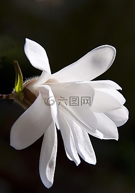 玉兰,开花,布什