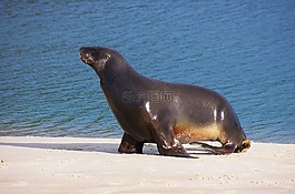 海,獅子,動物