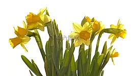 花,盛開,黃色