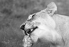 喂母獅,獅子,野生動(dòng)物