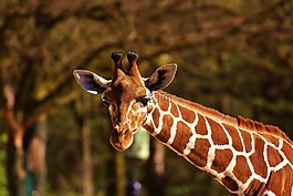 長頸鹿,野生動物,污漬