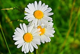 雛菊,鮮花,白