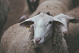 羔羊,羊毛,羊