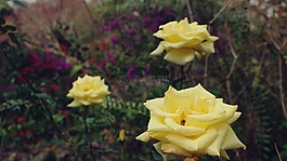鮮花,黃色,花的