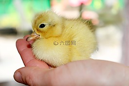 小雞,復(fù)活節(jié),嬰兒