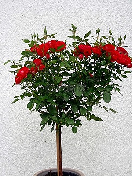 玫瑰,紅色,部落